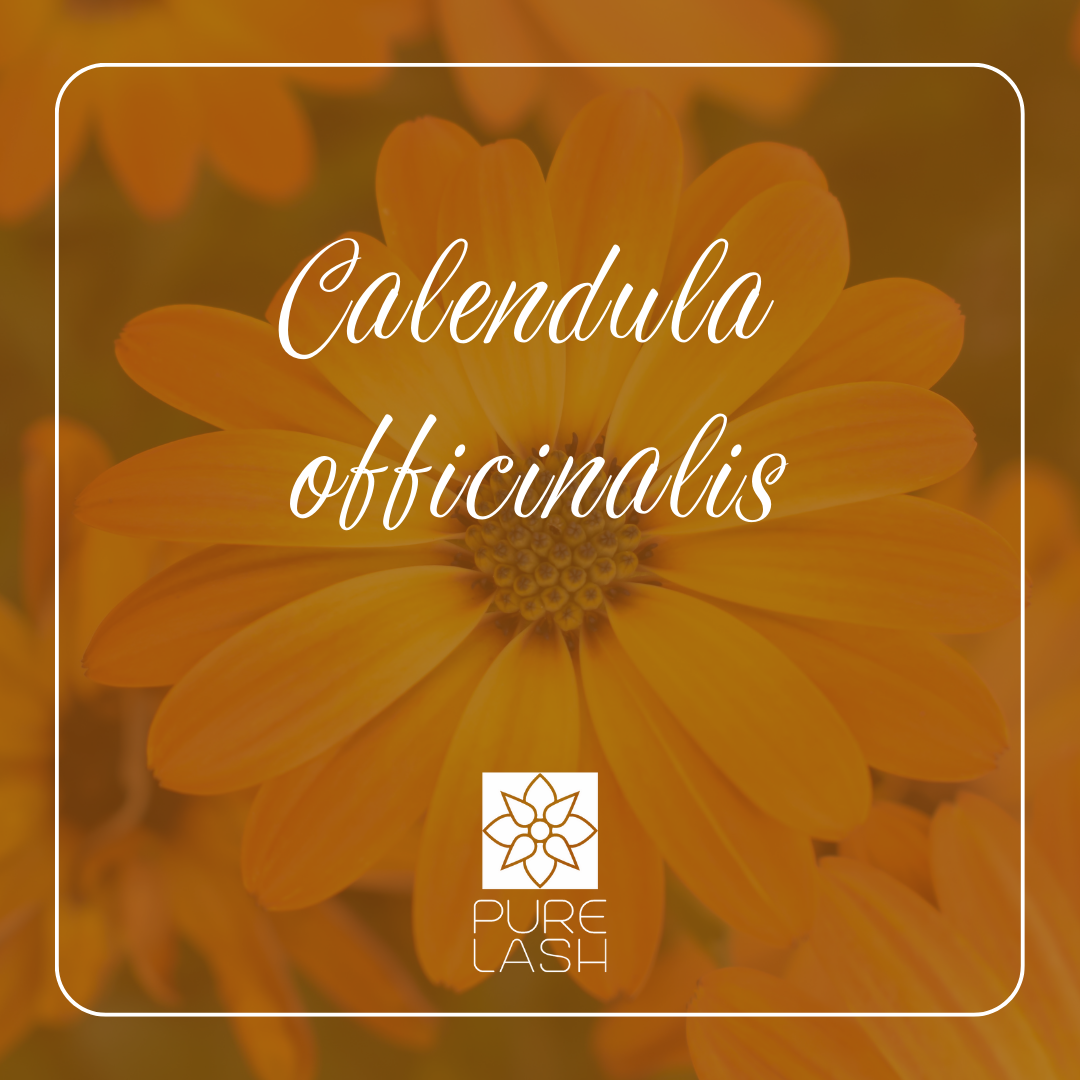 Calendula officinalis - orvosi körömvirág