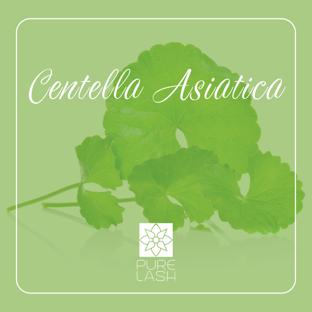 Centella Asiatica - Ázsiai gázló