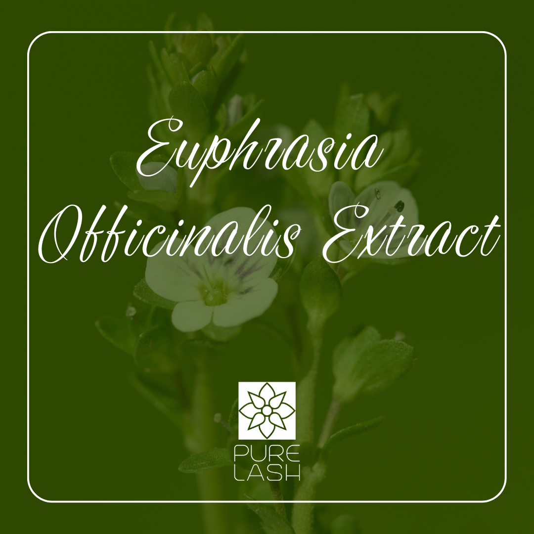Euphrasia Officinalis Extract - Orvosi szemvidítófű kivonat