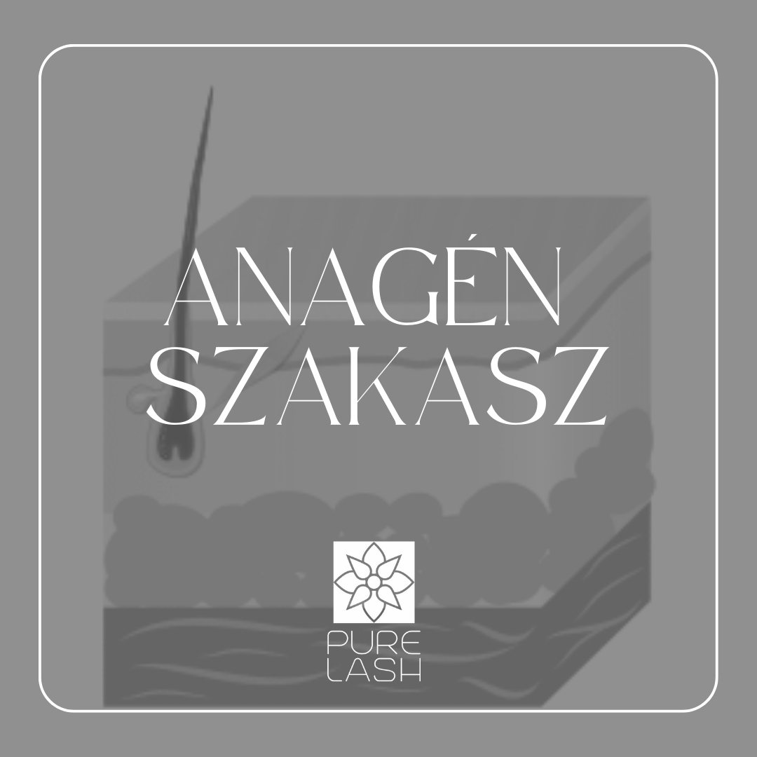 Anagén szakasz